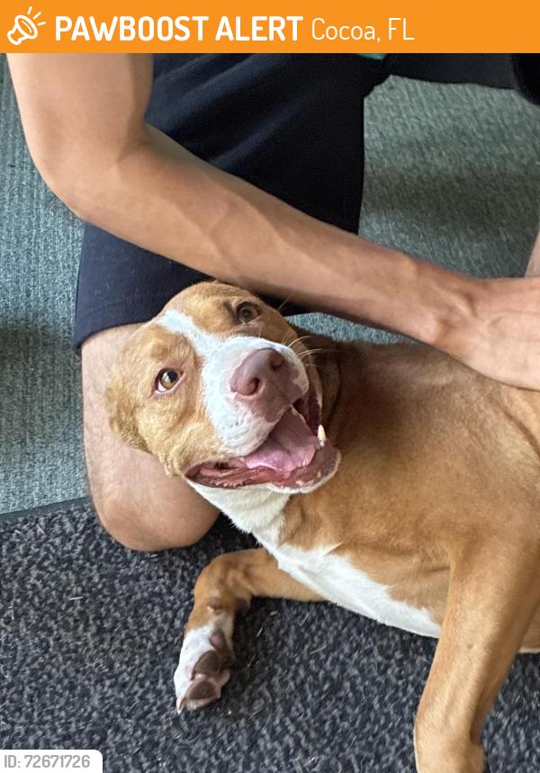 Found/Stray Female Dog last seen Port Saint John community center , Cocoa, FL 32927