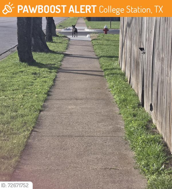 Found/Stray Male Dog last seen On sidewalk of Dartmouth Street, College Station, TX 77840