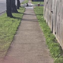 Found/Stray Male Dog last seen On sidewalk of Dartmouth Street, College Station, TX 77840