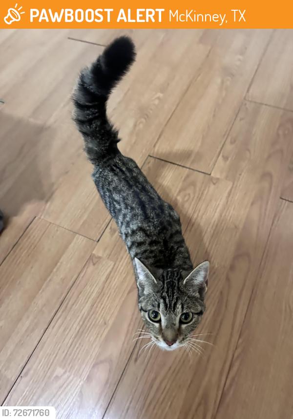 Found/Stray Female Cat last seen Meadowbrook Drive McKinney, TX, McKinney, TX 75069