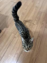 Found/Stray Female Cat last seen Meadowbrook Drive McKinney, TX, McKinney, TX 75069