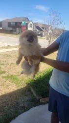 Found/Stray Unknown Dog last seen Arrow Brooke, Aubrey, TX 76227