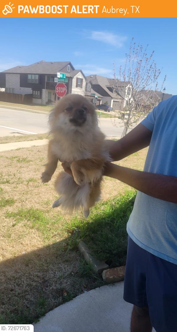 Found/Stray Unknown Dog last seen Arrow Brooke, Aubrey, TX 76227