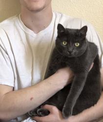 Lost Female Cat last seen last seen on S Quail Cir outside running towards the gazebo walk way area or surrounding areas , Littleton, CO 80127