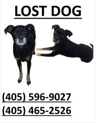 Lost Male Dog last seen 81st and Elwood, Tulsa, OK 74132