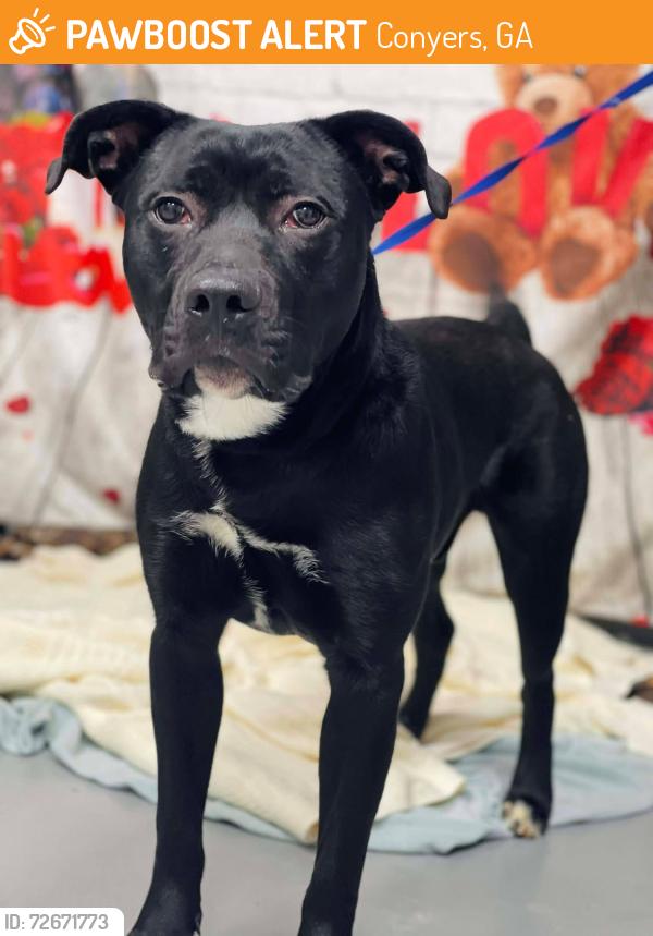 Found/Stray Male Dog last seen Rockdale County Animal Service  1506 Rockbridge Road Conyers, GA 30012, Conyers, GA 30012