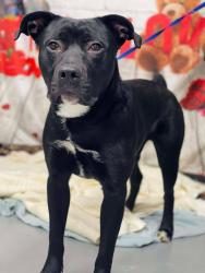 Found/Stray Male Dog last seen Rockdale County Animal Service  1506 Rockbridge Road Conyers, GA 30012, Conyers, GA 30012