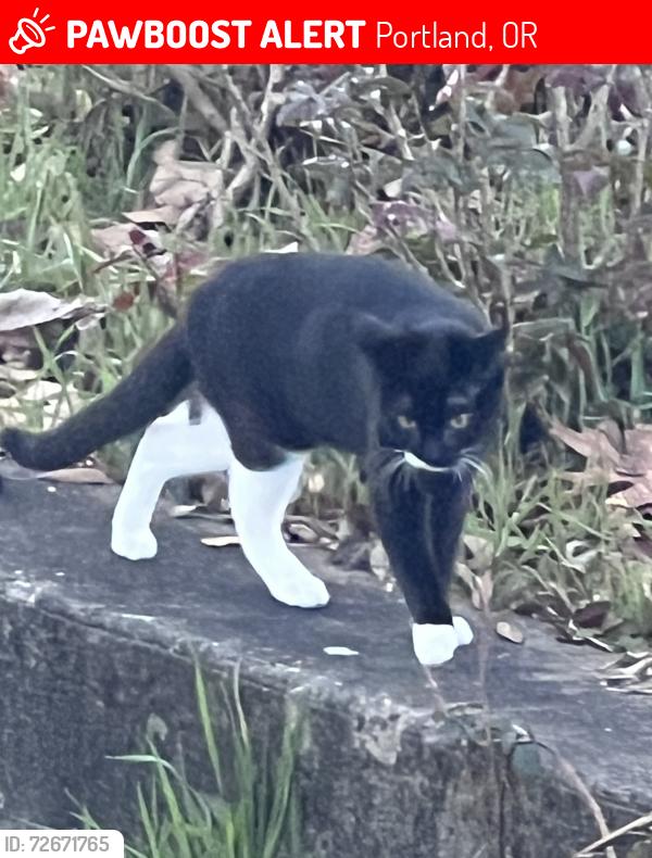 Lost Male Cat last seen Convention Center Plaza, Portland, OR 97232