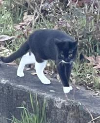 Lost Male Cat last seen Convention Center Plaza, Portland, OR 97232