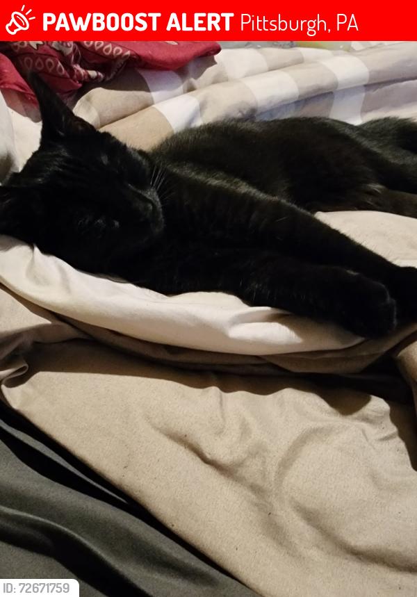 Lost Male Cat last seen Mountain avenue , Pittsburgh, PA 15210