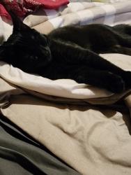 Lost Male Cat last seen Mountain avenue , Pittsburgh, PA 15210