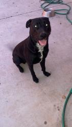 Lost Male Dog last seen 67th ave and Sheri Jean ln, Peoria, AZ 85382