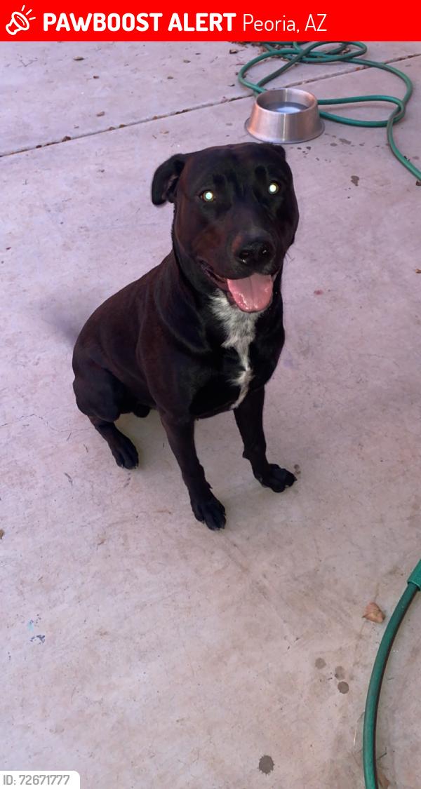 Lost Male Dog last seen 67th ave and Sheri Jean ln, Peoria, AZ 85382