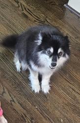 Lost Female Dog last seen Bissonet and Beechnut, Houston, TX 77074