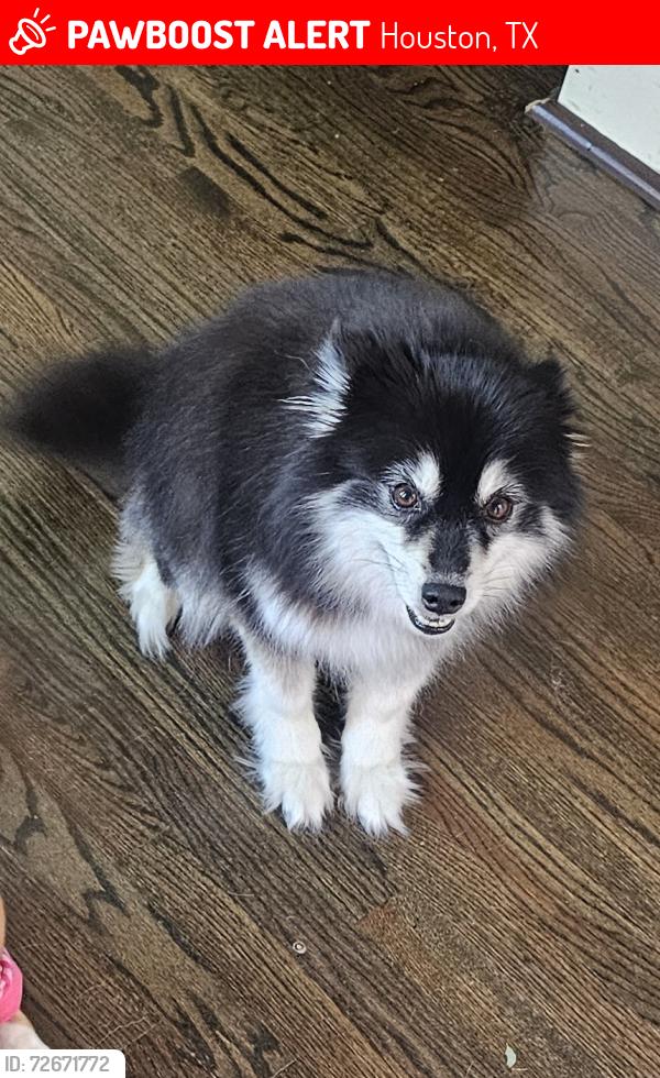 Lost Female Dog last seen Bissonet and Beechnut, Houston, TX 77074
