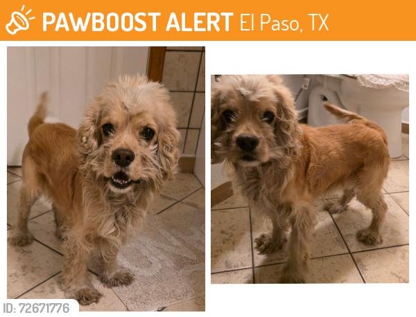 Found/Stray Male Dog last seen Chicos Tacos of Alameda, El Paso, TX 79905