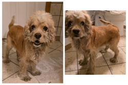 Found/Stray Male Dog last seen Chicos Tacos of Alameda, El Paso, TX 79905