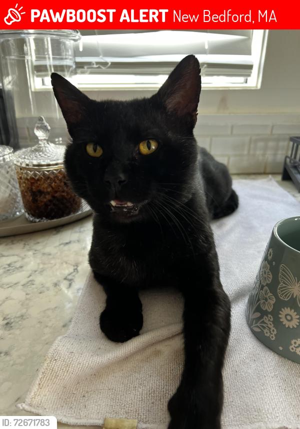 Lost Male Cat last seen Sycamore Street, New Bedford, MA 02746