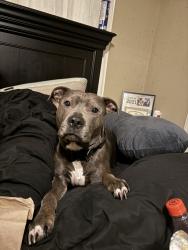 Lost Female Dog last seen Peebles elementary , Killeen, TX 76543