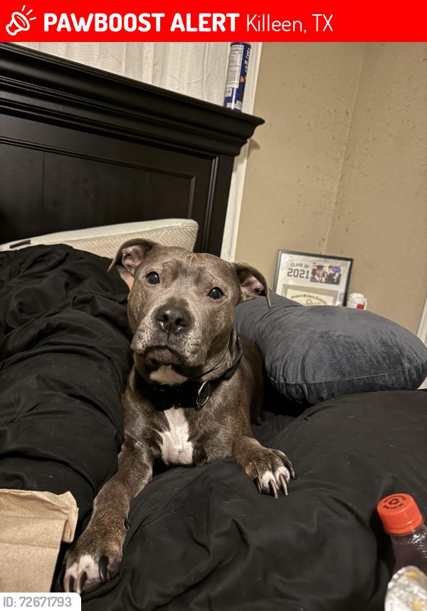 Lost Female Dog last seen Peebles elementary , Killeen, TX 76543