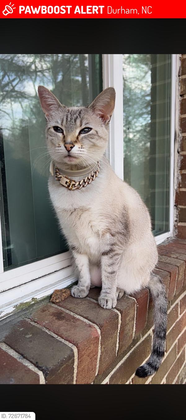 Lost Female Cat last seen Brentwood neighborhood , Durham, NC 27703