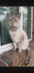 Lost Female Cat last seen Brentwood neighborhood , Durham, NC 27703