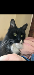Lost Female Cat last seen Old Buncombe Rd and Ruby Drive 29617, Sans Souci, SC 29617