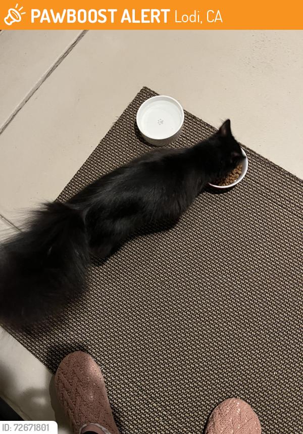 Found/Stray Unknown Cat last seen Ambrosia street and Rosegate park, Lodi, CA 95242