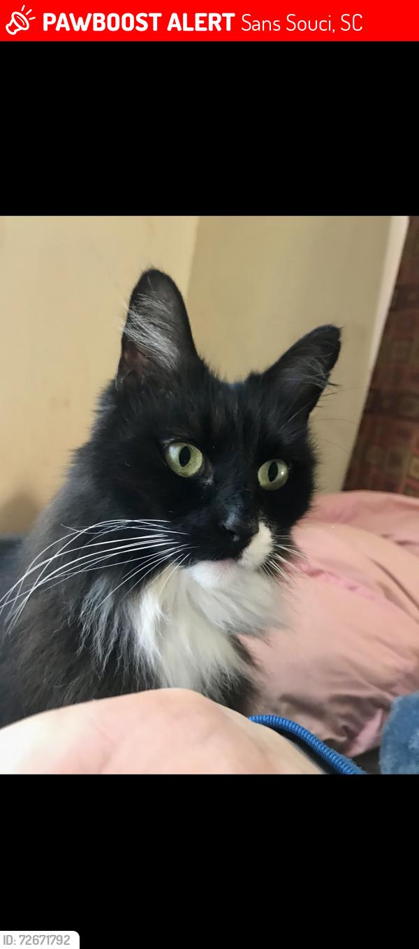 Lost Female Cat last seen Old Buncombe Rd and Ruby Drive 29617, Sans Souci, SC 29617