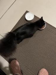 Found/Stray Unknown Cat last seen Ambrosia street and Rosegate park, Lodi, CA 95242