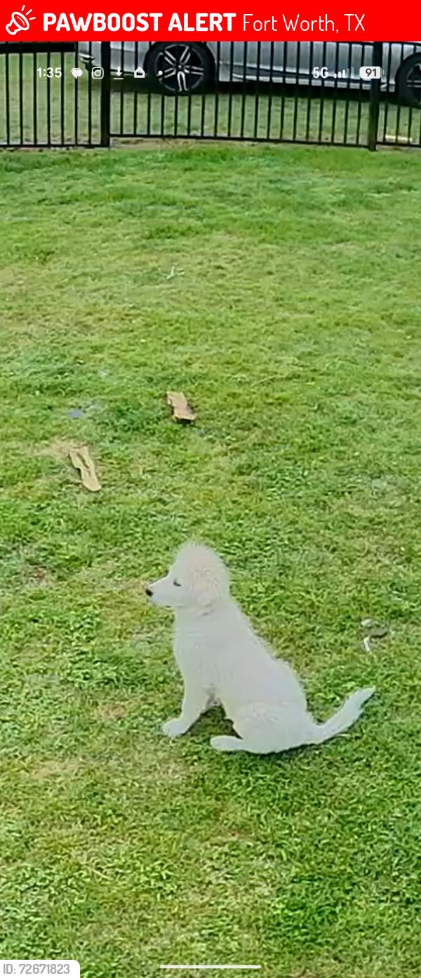 Lost Male Dog last seen Crowley rd, Fort Worth, TX 76115