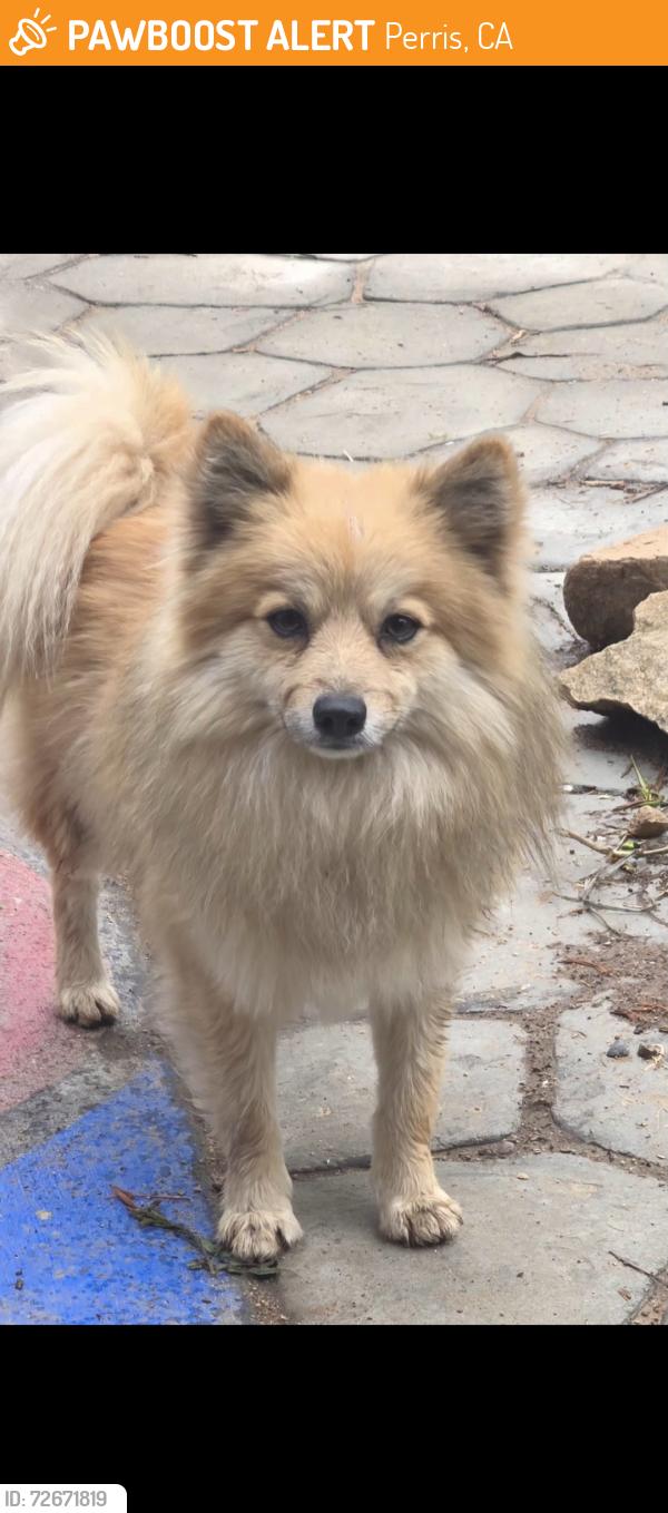 Found/Stray Male Dog last seen Alexander , Perris, CA 92571