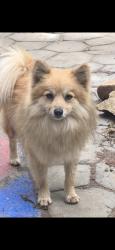 Found/Stray Male Dog last seen Alexander , Perris, CA 92571