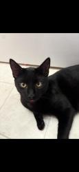 Lost Male Cat last seen Crag Burn Lane, Raleigh, NC 27604