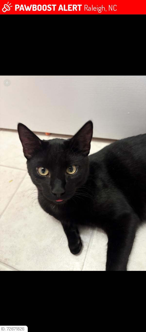 Lost Male Cat last seen Crag Burn Lane, Raleigh, NC 27604