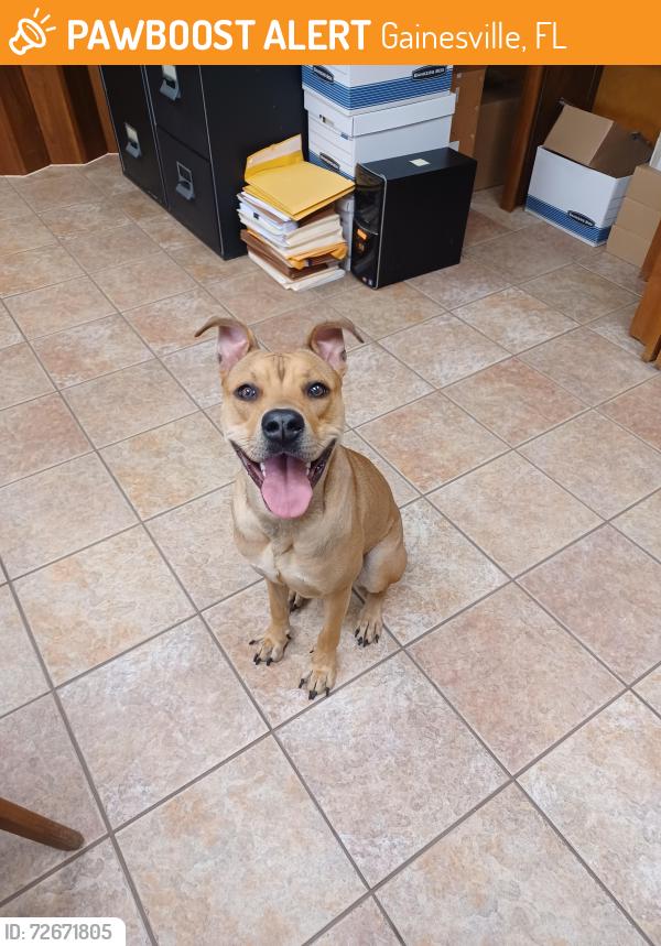 Surrendered Female Dog last seen NW 34th and 73rd Place, Gainesville, Gainesville, FL 32653