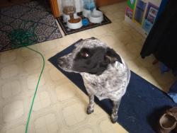 Lost Male Dog last seen N burns e Broadway , Spokane Valley, WA 99216