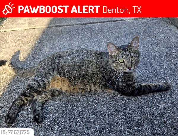 Lost Male Cat last seen The Walmart Neighborhood Market on Teasley & Ryan Road, Denton, TX 76210