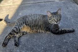 Lost Male Cat last seen The Walmart Neighborhood Market on Teasley & Ryan Road, Denton, TX 76210