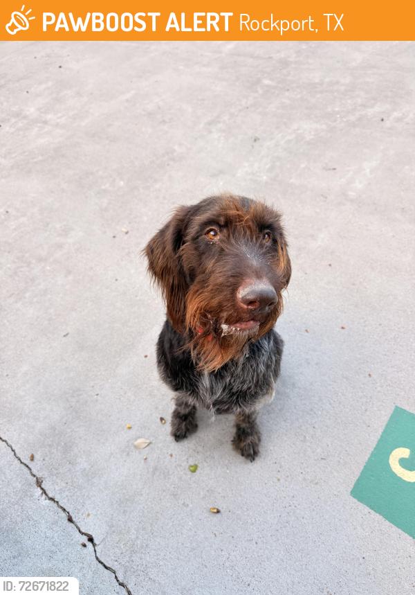 Found/Stray Female Dog last seen Lands end rd, Rockport, TX 78381