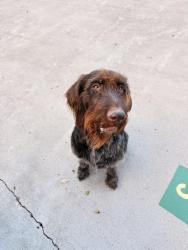 Found/Stray Female Dog last seen Lands end rd, Rockport, TX 78381