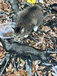 Found/Stray Female Cat last seen Bill france, Daytona Beach, FL 32117