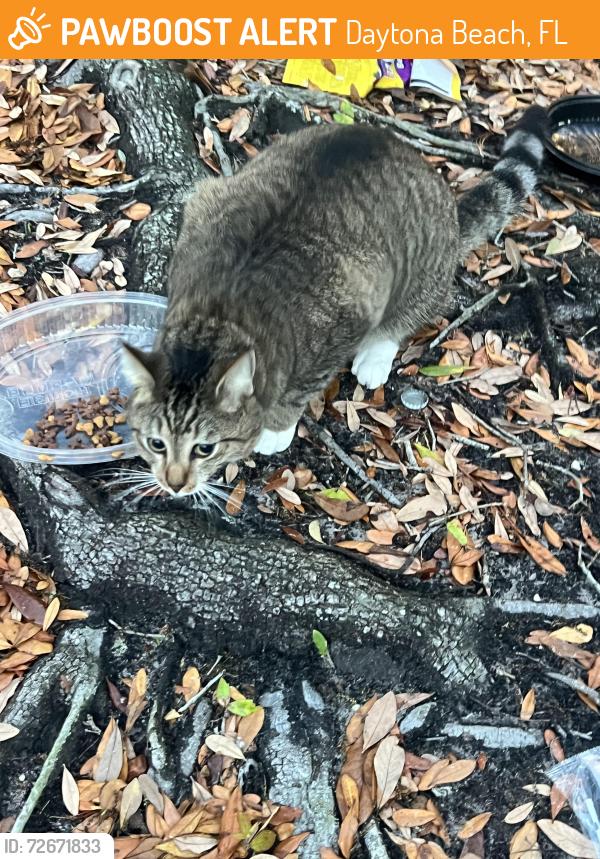 Found/Stray Female Cat last seen Bill france, Daytona Beach, FL 32117
