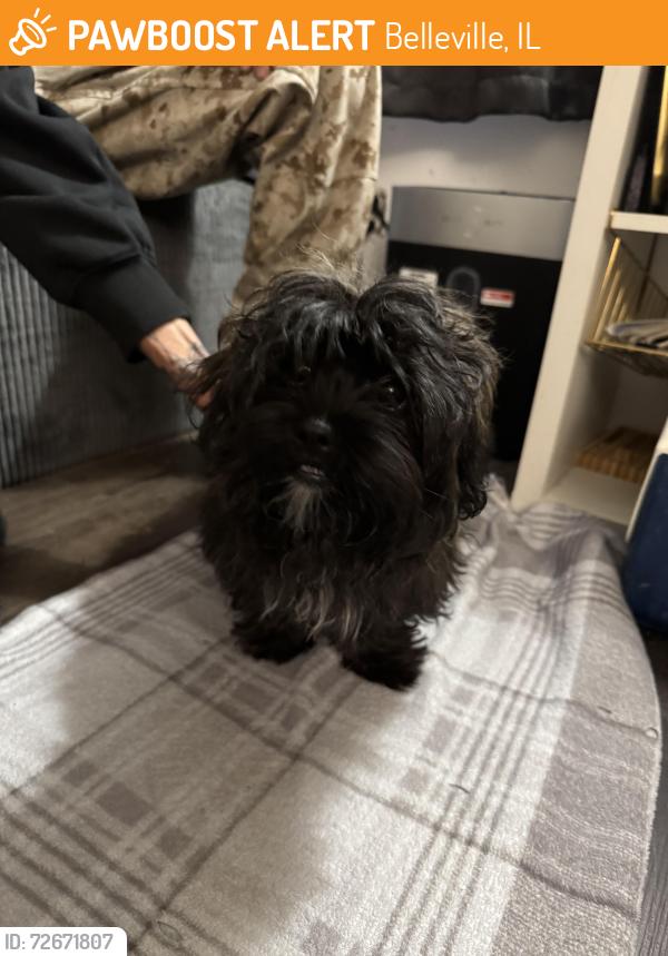 Found/Stray Female Dog last seen Adeline ct Belleville , Belleville, IL 62221