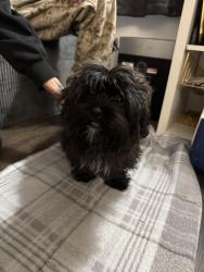 Found/Stray Female Dog last seen Adeline ct Belleville , Belleville, IL 62221