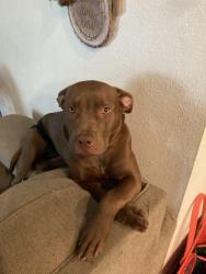 Lost Female Dog last seen Windy Ridge, Grand Island, FL 32735
