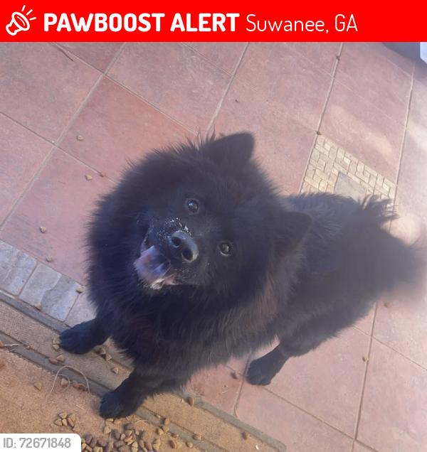 Lost Male Dog last seen Manor Glen Dr, Suwanee, GA 30024