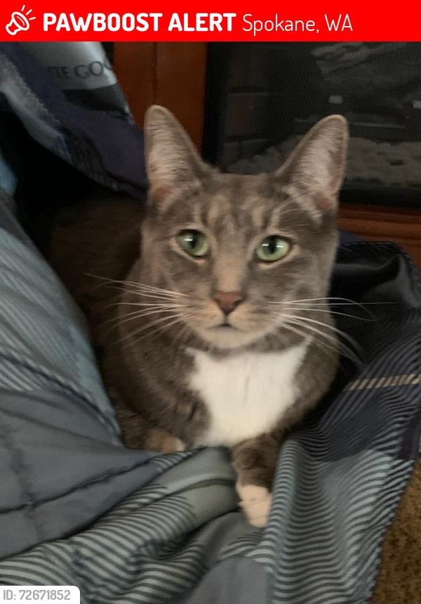 Lost Female Cat last seen Cook and wabash, Spokane, WA 99217