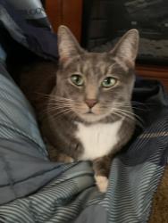 Lost Female Cat last seen Cook and wabash, Spokane, WA 99217