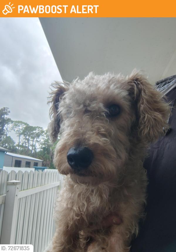 Found/Stray Unknown Dog last seen Zoysia Lane, North Fort Myers, FL 33917